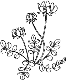 植物・花のデザイン